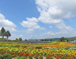 ふっこう割　北海道