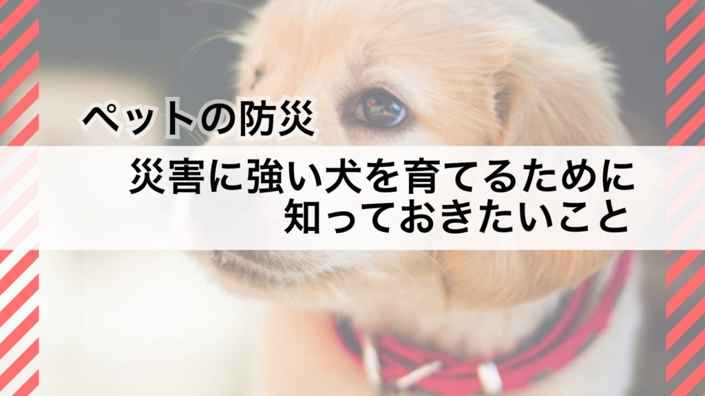 ペットの防災 災害に強い犬を育てるために知っておきたいこと Saigai Journal 災害ジャーナル